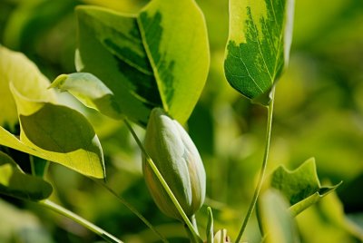 Liriodendron tulipifera 'Aureomarginatum' - liliovník tulipánokvětý - poupě